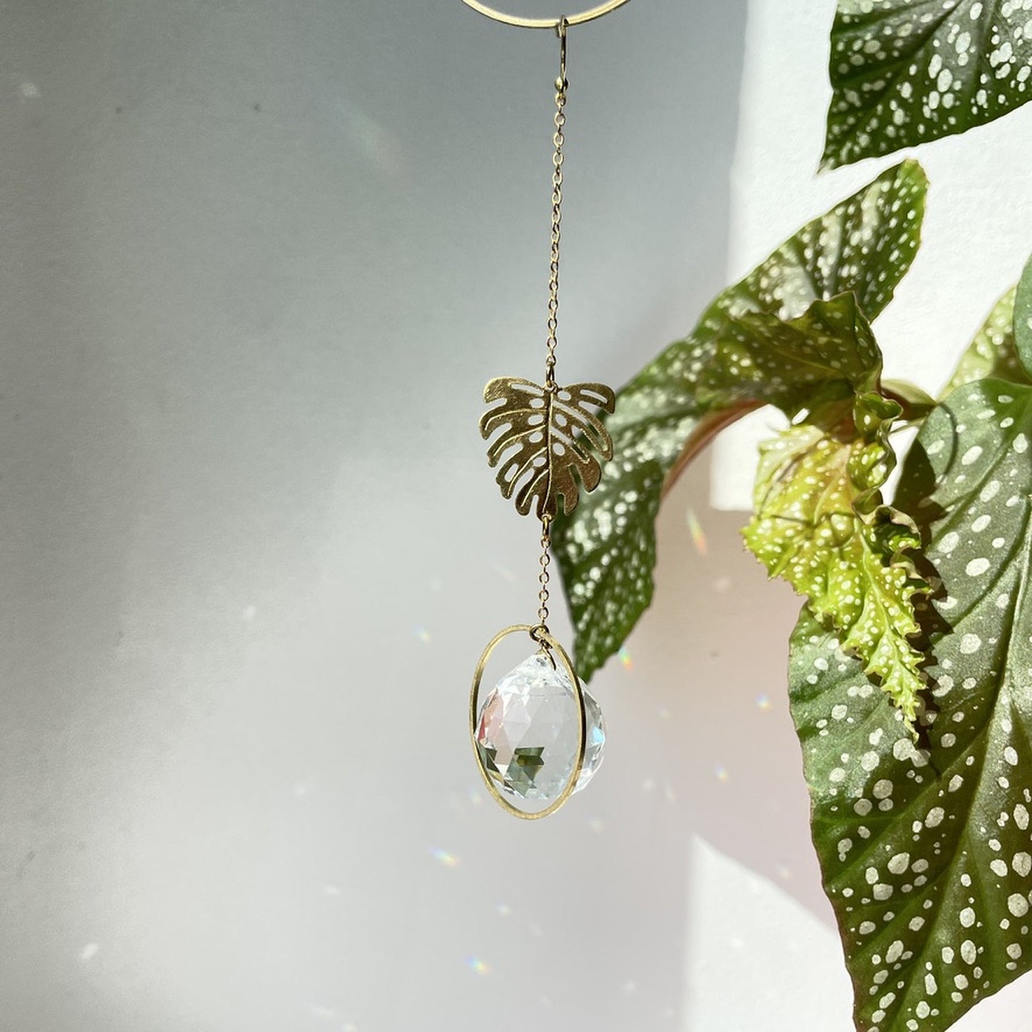 Suncatcher Minimonstera