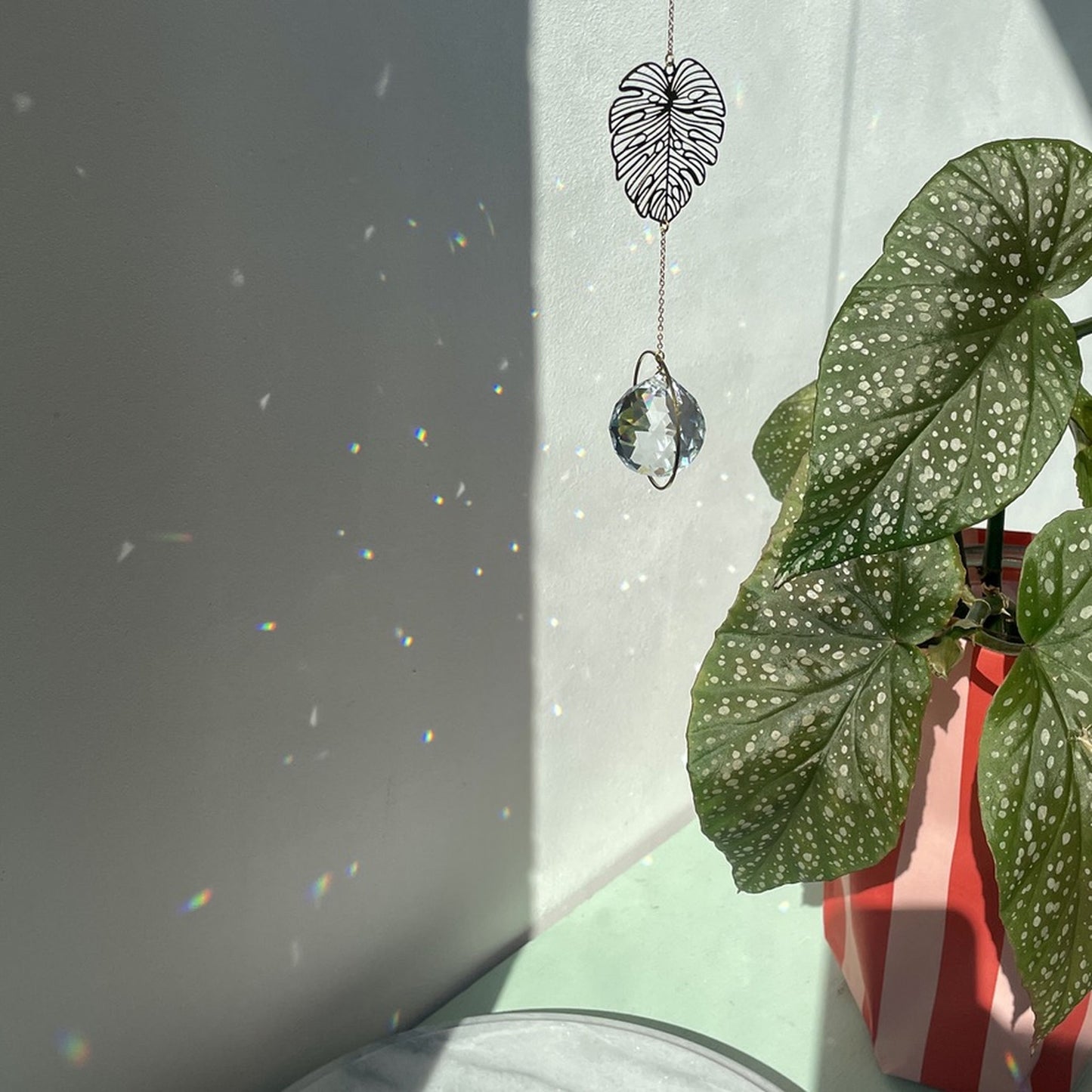 Suncatcher Monstera