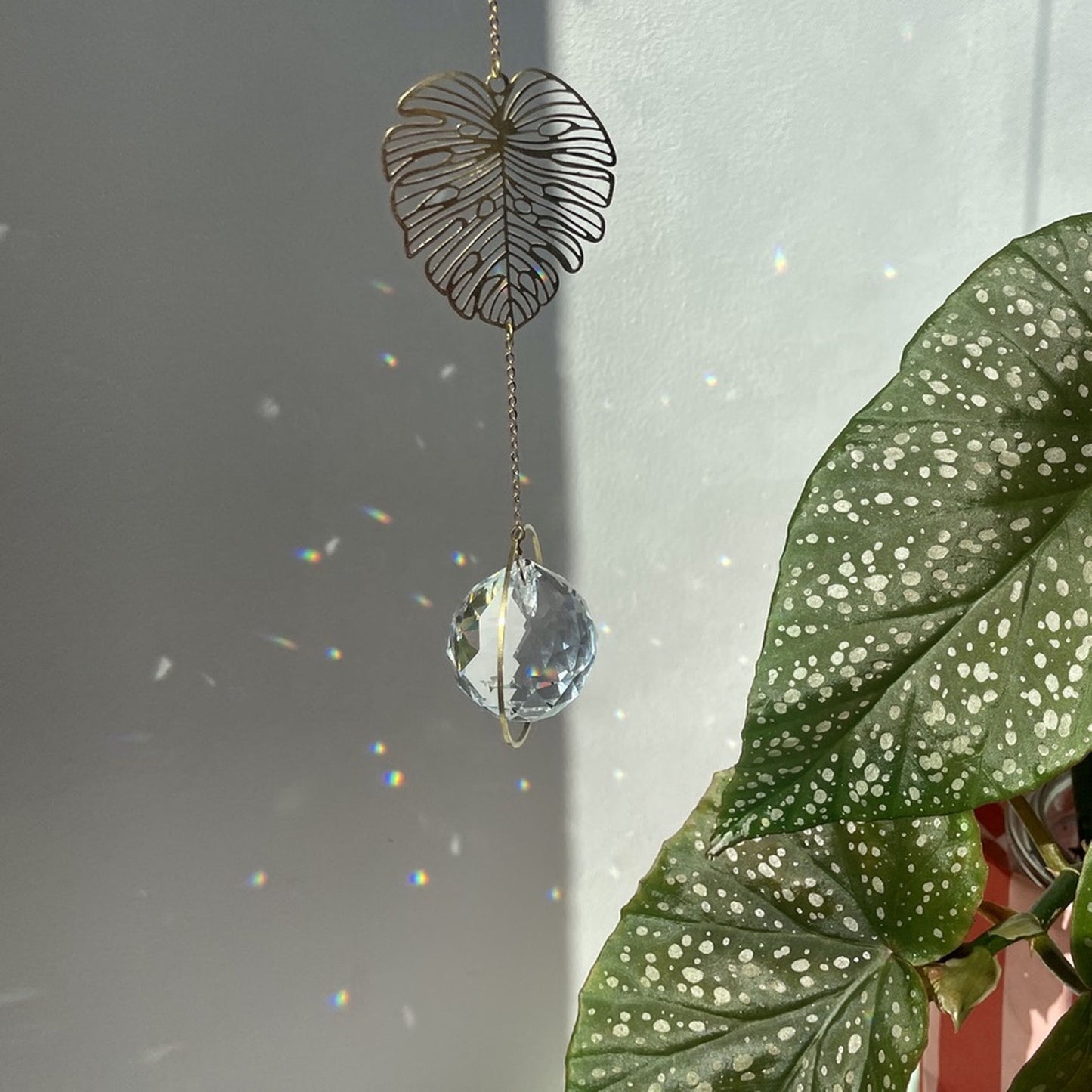 Suncatcher Monstera